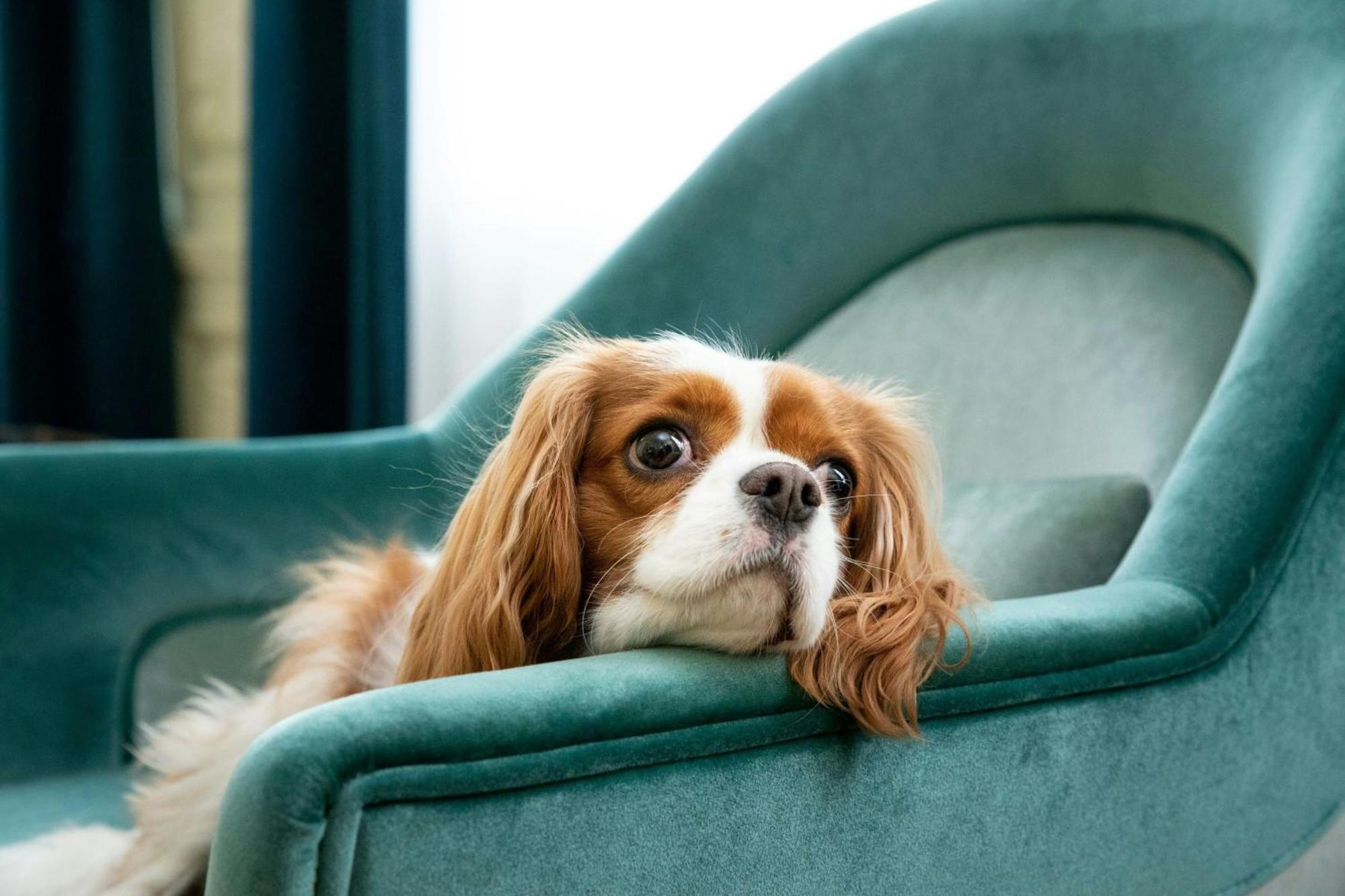 Sapphire House Antwerp, Autograph Collection By Marriott 호텔 외부 사진 Cavalier King Charles Spaniel